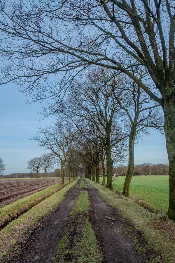 This image depicts a straight, narrow country road stretching into the distance, flanked by tall, leafless trees against a clear blue sky. The grassy verge in the center of the path leads the eye forward, while the plowed fields on either side speak to the agricultural nature of the landscape. It is a scene of quiet rural life in the colder months, with a promise of renewal as the seasons turn. Country Road Flanked by Bare Winter Trees. High quality photo. This image depicts a straight, narrow country road stretching into the distance, flanked by tall, leafless trees against a clear blue sky. The grassy verge in the center of the path leads the eye forward, while the plowed fields on either side speak to the agricultural nature of the landscape. It is a scene of quiet rural life in the colder months, with a promise of renewal as the seasons turn. Country Road Flanked by Bare Winter Trees. High quality photo