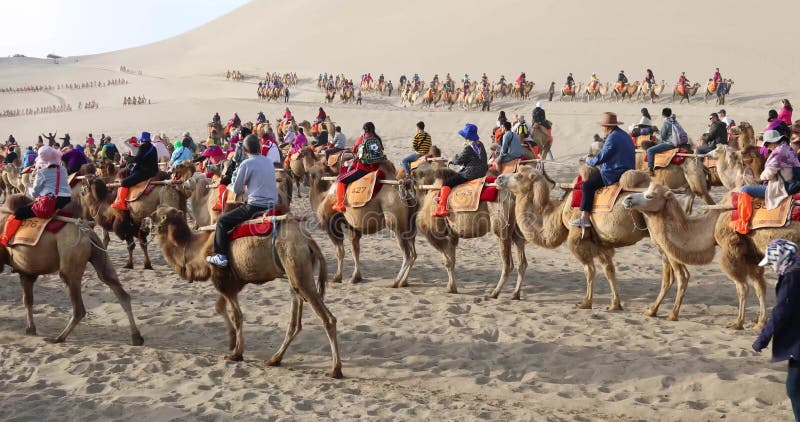 中国敦煌骆驼队游客