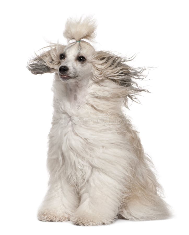 Chinese Crested Dog with hair in the wind, 2 years old, sitting in front of white background. Chinese Crested Dog with hair in the wind, 2 years old, sitting in front of white background