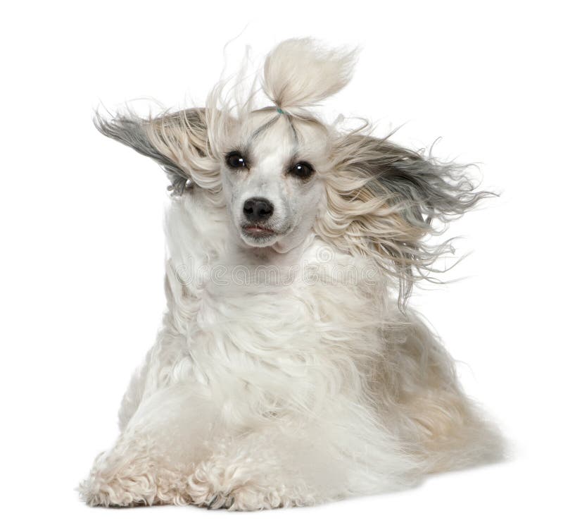 Chinese Crested Dog with hair in the wind, 2 years old, in front of white background. Chinese Crested Dog with hair in the wind, 2 years old, in front of white background