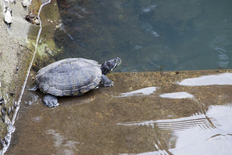 中国池塘乌龟