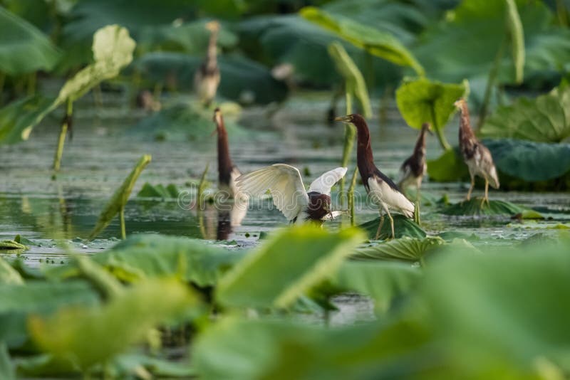 中国池塘苍鹭在荷花池