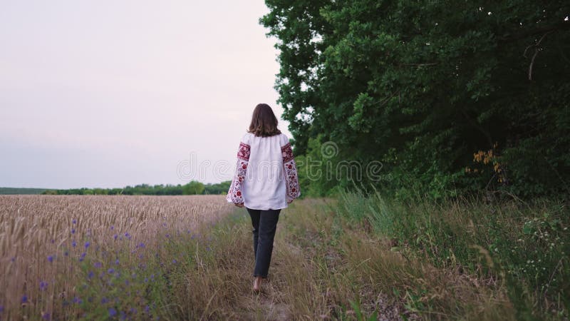 乌克兰女子在小麦附近行走. 传统刺绣薇夏万卡的年轻女士. 乌克兰美丽的自然 影视素材