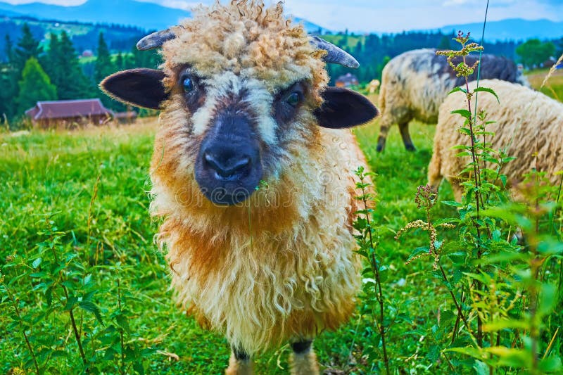 The portrait of young beautiful sheep on the green meadow, Mountain Valley Peppers, Ukraine. The portrait of young beautiful sheep on the green meadow, Mountain Valley Peppers, Ukraine