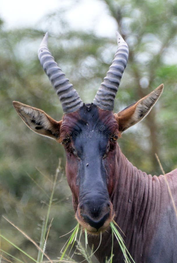 Topi in Queen Elizabeth National Park, Uganda. Topi in Queen Elizabeth National Park, Uganda.