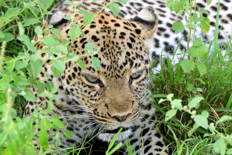 African leopard in Queen Elizabeth National Park, Uganda. African leopard in Queen Elizabeth National Park, Uganda.