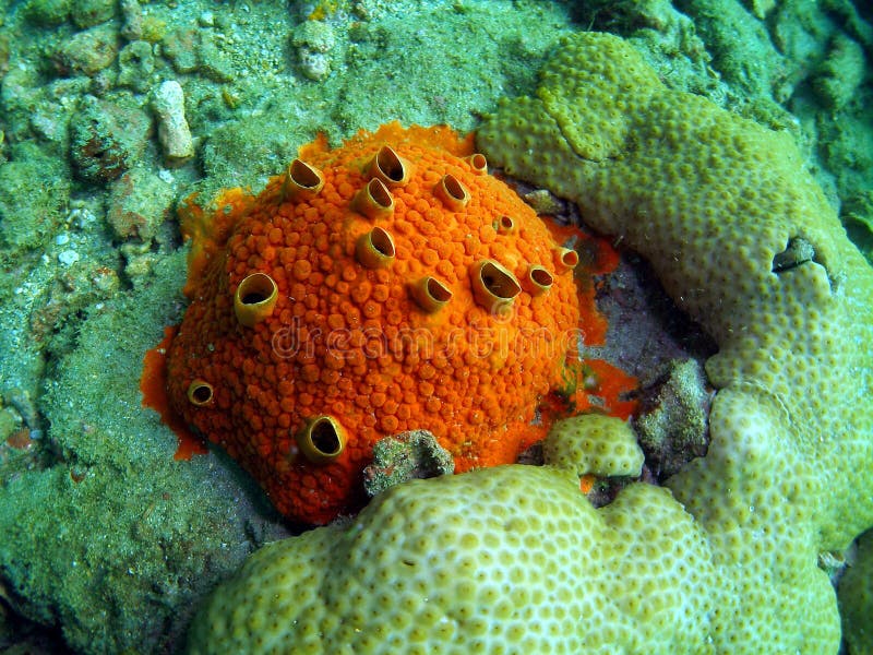 Red Boring Sponge appears to encrust. but actually bores into coral heads. It has numerous wart-like openings on the surface, with excurrent openings that protrude prominently. appears to encrust. but actually bores into coral heads. This was taken at 15 feet. Red Boring Sponge appears to encrust. but actually bores into coral heads. It has numerous wart-like openings on the surface, with excurrent openings that protrude prominently. appears to encrust. but actually bores into coral heads. This was taken at 15 feet.