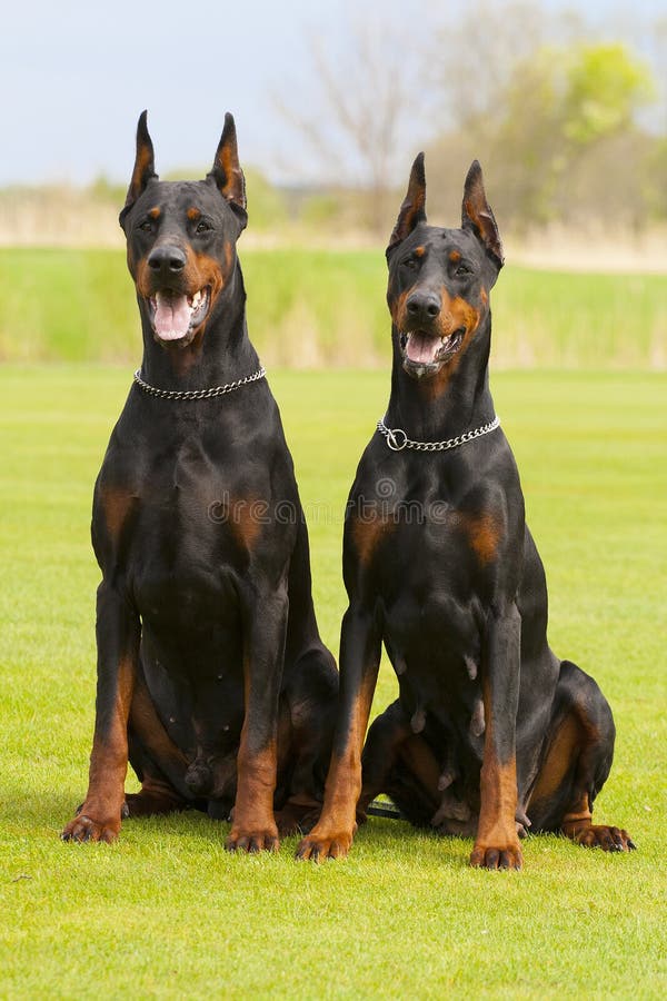 Two black dobermans are sitting on the grass. Two black dobermans are sitting on the grass