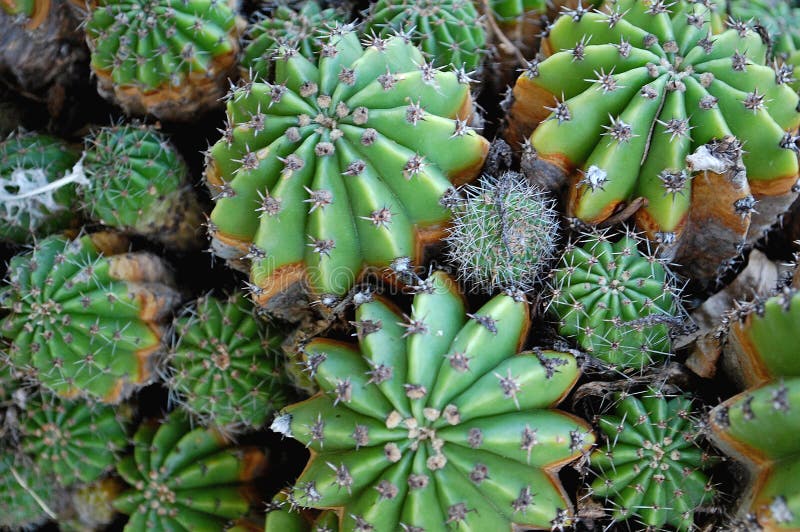 云杉属(Echinopsis eyriesii)种 库存照片