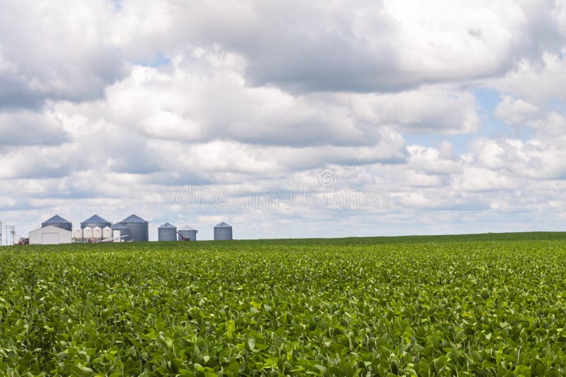 Grain bins in the background of a soy bean crop. Grain bins in the background of a soy bean crop