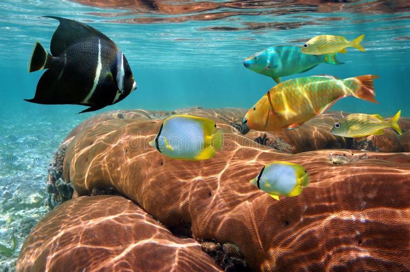 Shoal of colorful tropical fish with coral reef reflected in the water surface in background. Shoal of colorful tropical fish with coral reef reflected in the water surface in background