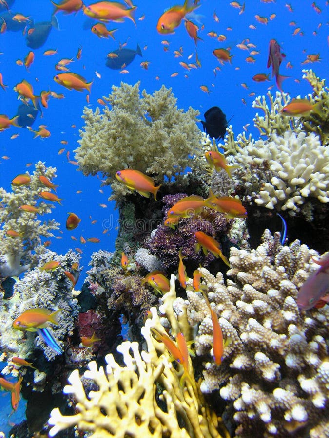 五颜六色的珊瑚礁