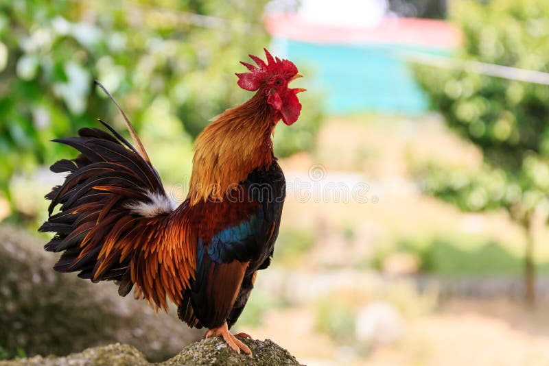 Horizontal photo of a male Colorful Rooster crowing. Horizontal photo of a male Colorful Rooster crowing