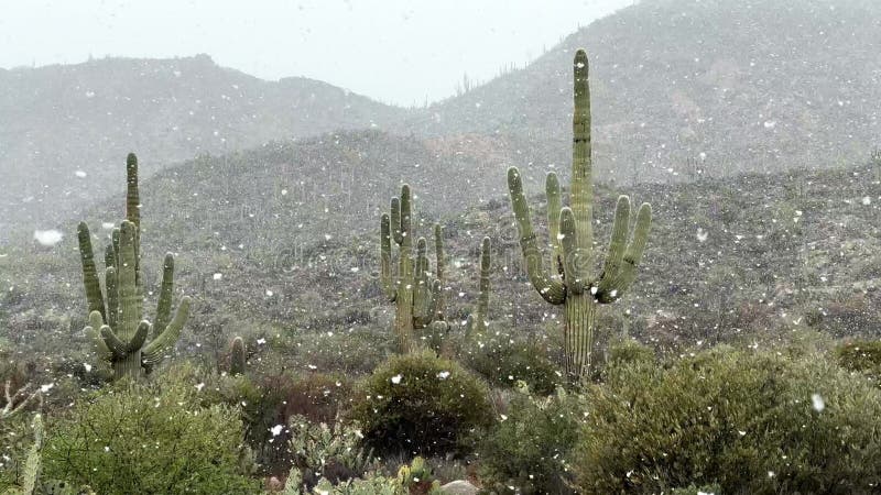 亚利桑那沙漠雪中的萨瓜罗仙人掌