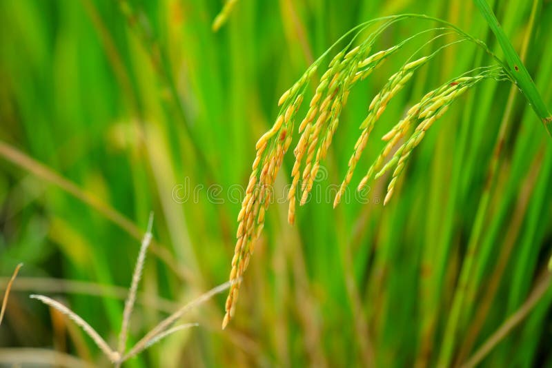 亚洲水稻
