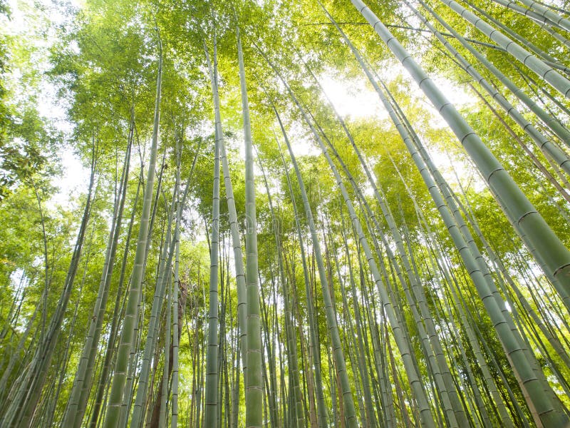 京都Arashiyama地区的竹森林