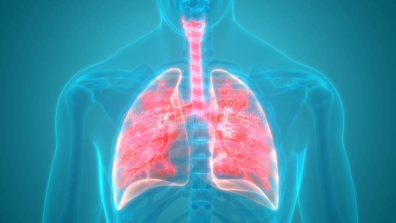 人呼吸系统肺解剖动画概念