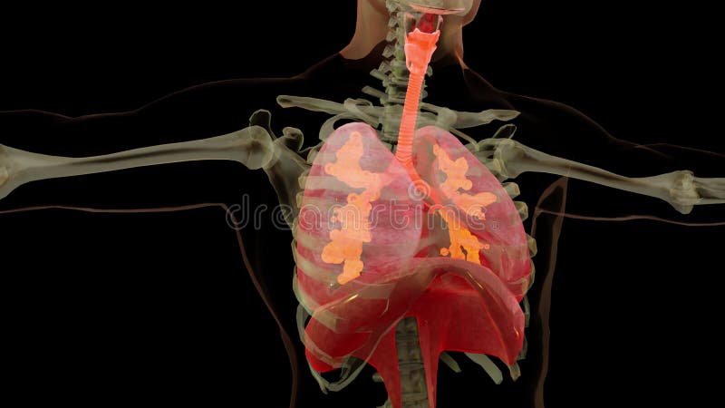 人呼吸系统肺解剖学概念. 可见肺肺通气