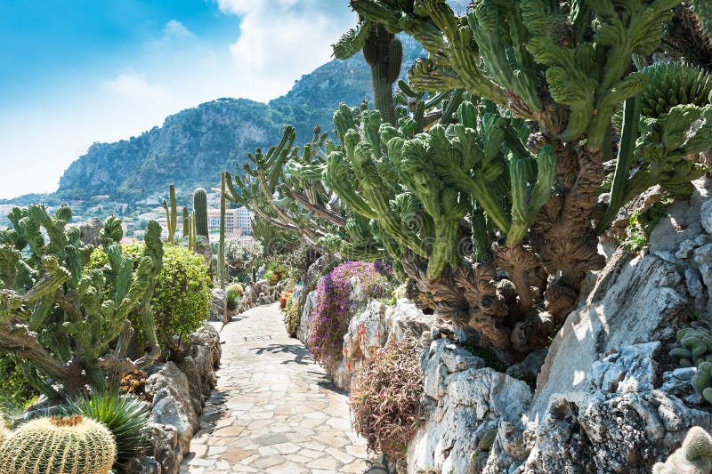 庭院仙人掌和多汁植物在摩纳哥 免版税图库摄影