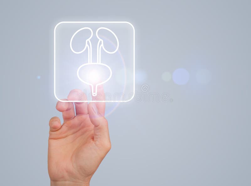 人泌尿系统肾、膀胱解剖学研究. 泌尿科肾护理的医学理念 库存图片