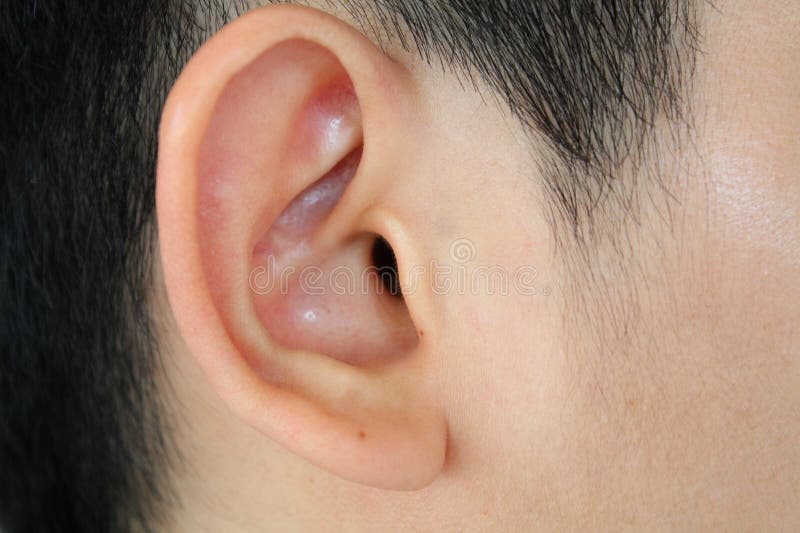 Human ear anatomy close up. Human ear anatomy close up