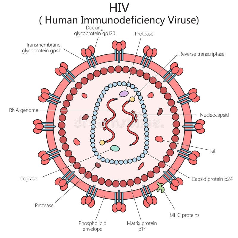hiv-306405486
