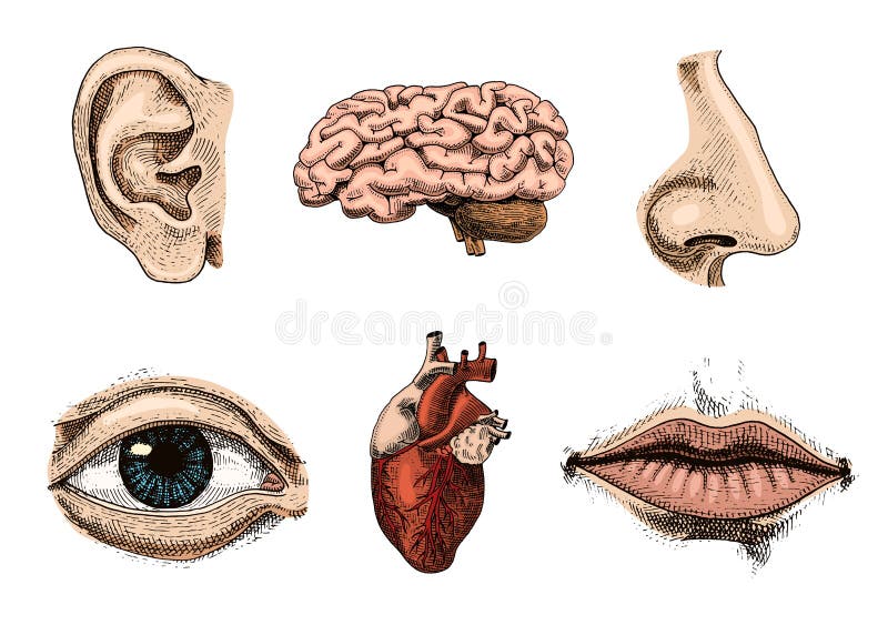 Human biology, organs anatomy illustration. engraved hand drawn in old sketch and vintage style. face detailed kiss or lips and ear, eye or view, look with nose. Human biology, organs anatomy illustration. engraved hand drawn in old sketch and vintage style. face detailed kiss or lips and ear, eye or view, look with nose