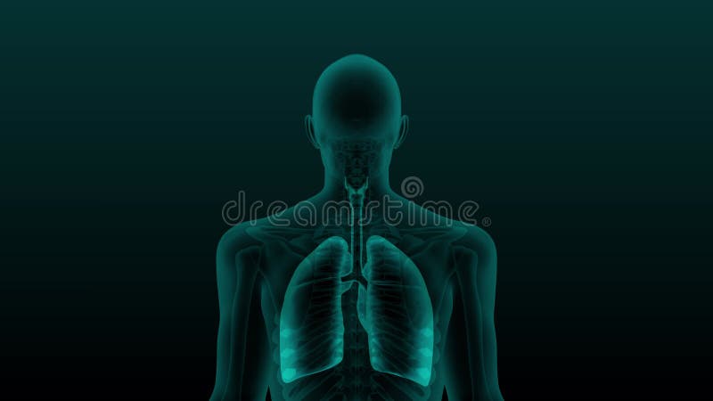 人胸X线扫描与呼吸系统可见器官