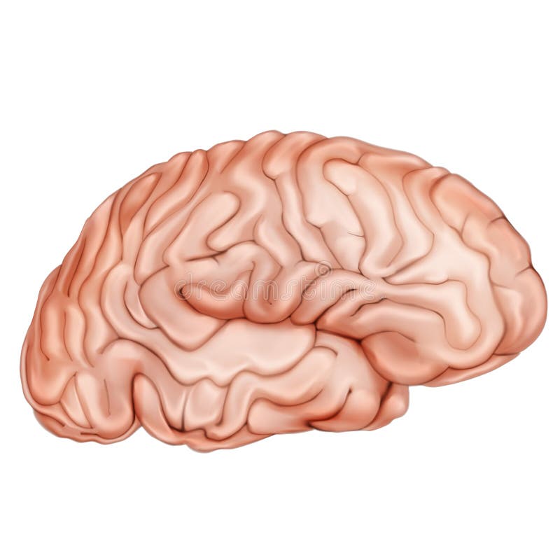 人脑 侧视图 人体解剖学 医学3d 库存例证