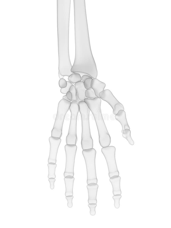 3d rendered medically accurate illustration of the human skeleton - the hand. 3d rendered medically accurate illustration of the human skeleton - the hand