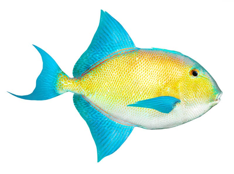 Tropical fish from Caribbean sea on white background. Tropical fish from Caribbean sea on white background.