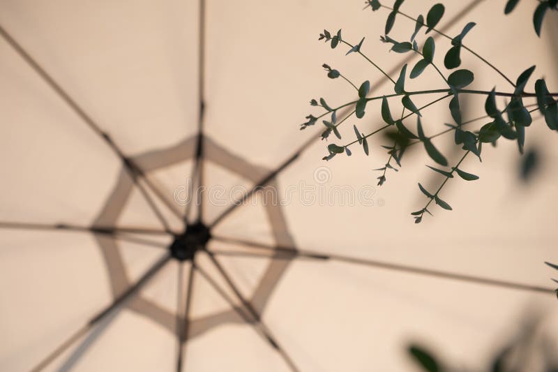 从太阳伞下看，植物的轮廓