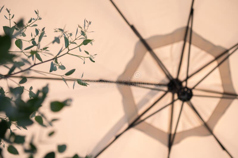 从太阳伞下看，植物的轮廓