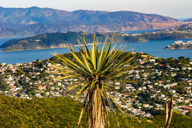 View of Wellington city as seen from Mount Kaukau, a hill on the outskirts of Wellington, in North Island, New Zealand. Sprawled in the valley below, right down to the sea, can be seen the neatly laid out houses of suburban Wellington. The mountains beyond add to the scenic beauty of the landscape. A lone tree, with spreading leaves, in the foreground adds depth to the picture, that was shot on a clear day in summer, using a Canon DSLR EOS 300D, at a shutter speed of 1/320 sec., at aperture f/7 and a focal length of 75 mm. View of Wellington city as seen from Mount Kaukau, a hill on the outskirts of Wellington, in North Island, New Zealand. Sprawled in the valley below, right down to the sea, can be seen the neatly laid out houses of suburban Wellington. The mountains beyond add to the scenic beauty of the landscape. A lone tree, with spreading leaves, in the foreground adds depth to the picture, that was shot on a clear day in summer, using a Canon DSLR EOS 300D, at a shutter speed of 1/320 sec., at aperture f/7 and a focal length of 75 mm