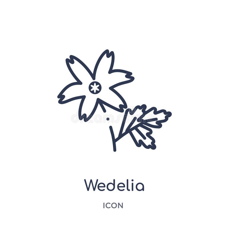 从自然概述汇集的Wedelia象 稀薄的线在白色背景隔绝的wedelia象 向量例证 从自然概述汇集的Wedelia象 稀薄的线在白色背景隔绝的wedelia象 向量例证