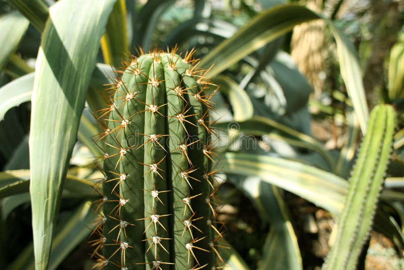 仙人掌自植物园,特写镜头温室 免版税库存照片 仙人掌自植物园,特写镜头温室 免版税库存照片