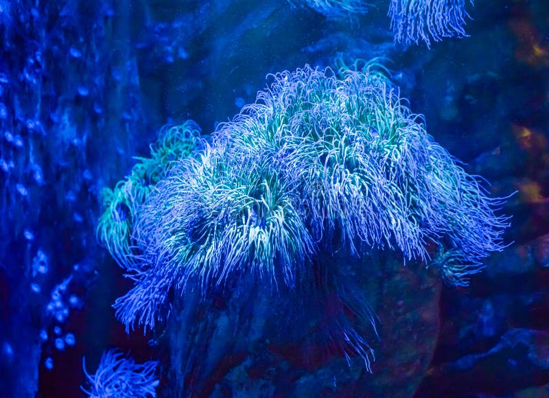 令人惊讶的五颜六色的蓝色大海葵动物植物在水生水下的海风景场面美好的背景中 免版税库存图片 令人惊讶的五颜六色的蓝色大海葵动物植物在水生水下的海风景场面美好的背景中 免版税库存图片