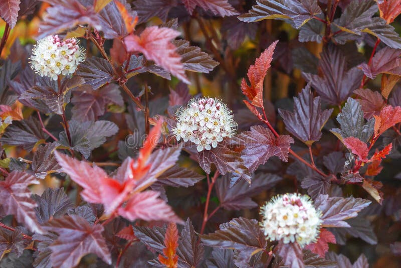 Burgundy leaves and white flowers of ninebark flowering plant as a background.Close up.Selective focus.Concept of selection of decorative deciduous shrubs for gardens,. Burgundy leaves and white flowers of ninebark flowering plant as a background.Close up.Selective focus.Concept of selection of decorative deciduous shrubs for gardens,