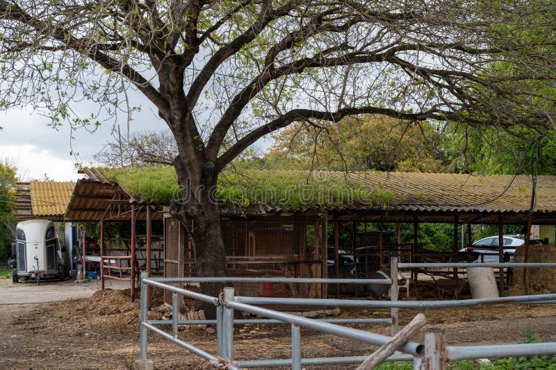 sheep pens in the village in Bethlehem of Galilee in Israel. High quality photo. sheep pens in the village in Bethlehem of Galilee in Israel. High quality photo