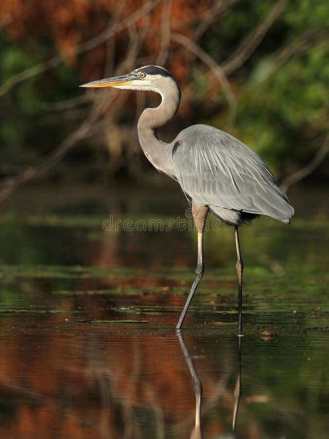 Great Blue Heron (Ardea herodias) Wading in a Shallow River - Ontario, Canada. Great Blue Heron (Ardea herodias) Wading in a Shallow River - Ontario, Canada