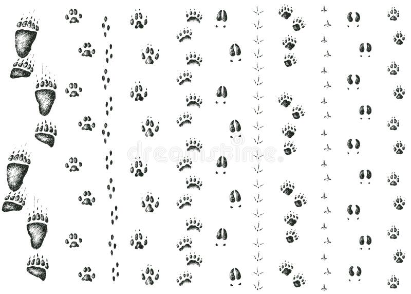 Vector hand drawn set of walking wild wood animal and bird tracks. Vector hand drawn set of walking wild wood animal and bird tracks