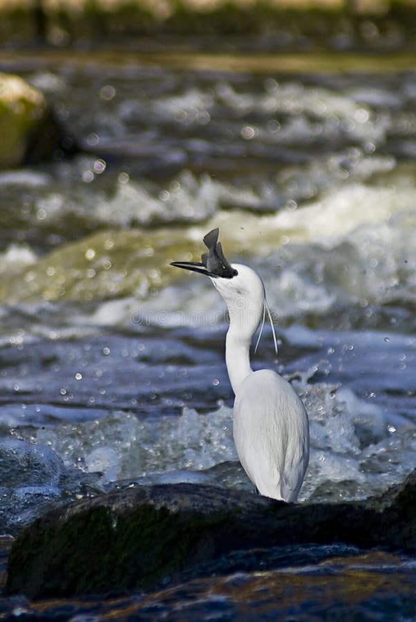 (Egretta garzetta) The slender black bill, black legs & yellow toes distinguish it from other White Egrets. The long head plumes are ever present, but the breast & back plumes are only present during breeding season. Feeding in shallow inland waters. Seen here gulping down a fish that it has just plucked from the water. (Egretta garzetta) The slender black bill, black legs & yellow toes distinguish it from other White Egrets. The long head plumes are ever present, but the breast & back plumes are only present during breeding season. Feeding in shallow inland waters. Seen here gulping down a fish that it has just plucked from the water.