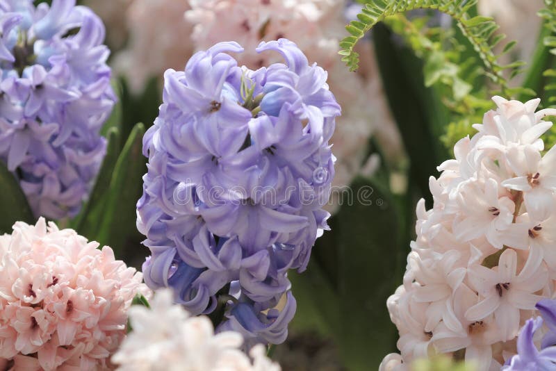 17 March 2012 traditional easter flowers, flower background, easter background. 17 March 2012 traditional easter flowers, flower background, easter background