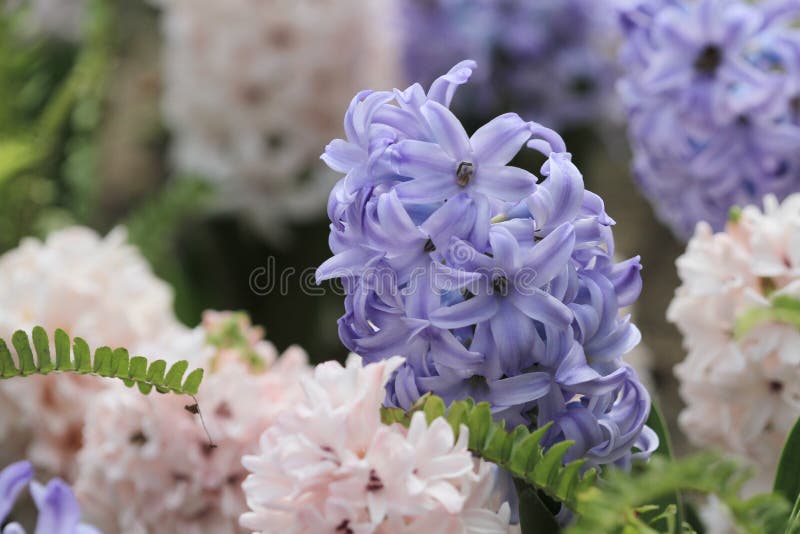 17 March 2012 traditional easter flowers, flower background, easter background. 17 March 2012 traditional easter flowers, flower background, easter background