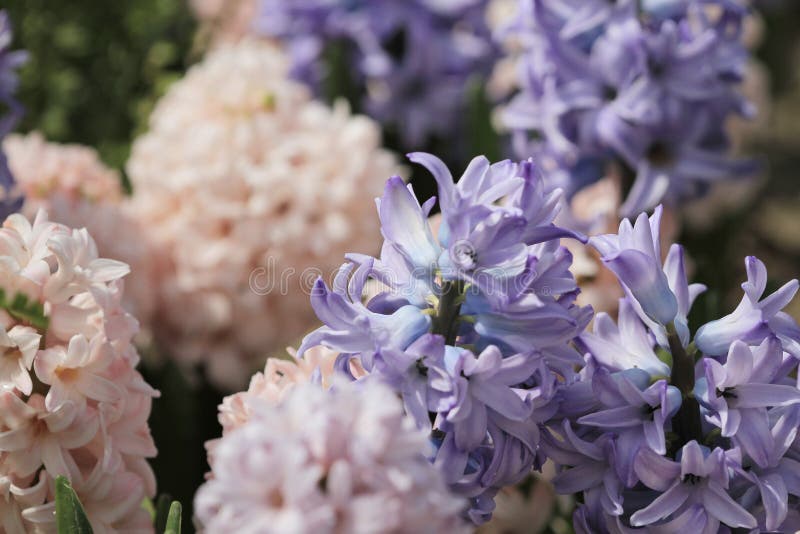 17 March 2012 traditional easter flowers, flower background, easter background. 17 March 2012 traditional easter flowers, flower background, easter background