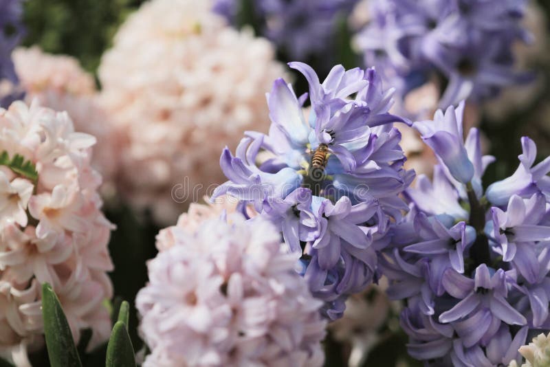 17 March 2012 traditional easter flowers, flower background, easter background. 17 March 2012 traditional easter flowers, flower background, easter background