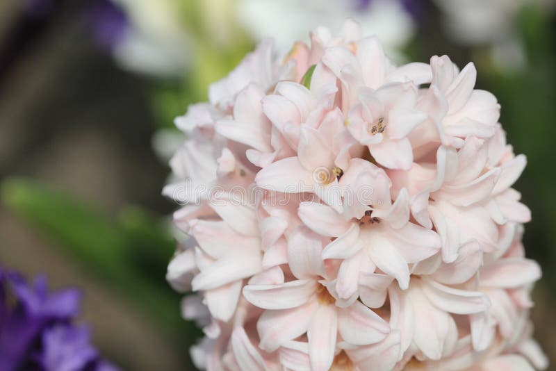 17 March 2012 traditional easter flowers, flower background, easter background. 17 March 2012 traditional easter flowers, flower background, easter background