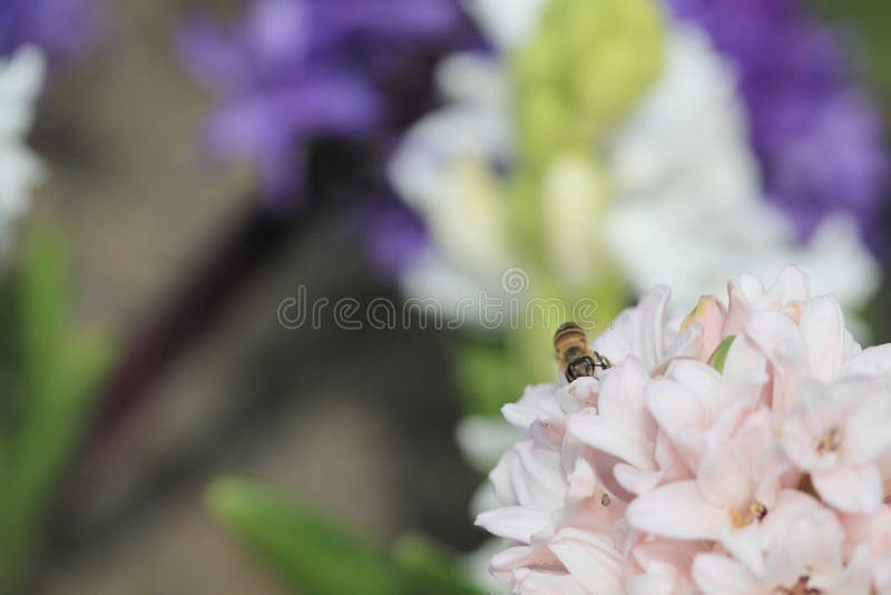 17 March 2012 traditional easter flowers, flower background, easter background. 17 March 2012 traditional easter flowers, flower background, easter background