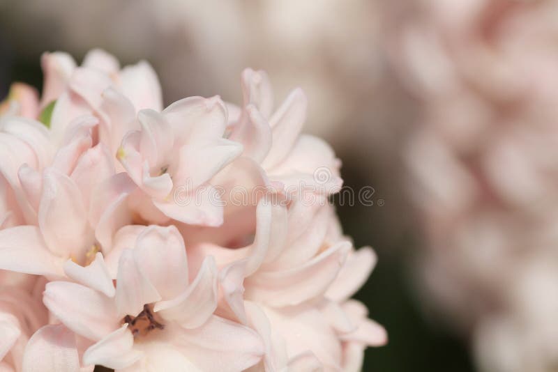 17 March 2012 traditional easter flowers, flower background, easter background. 17 March 2012 traditional easter flowers, flower background, easter background