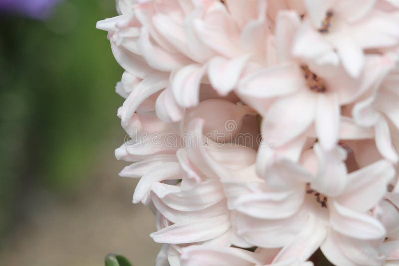 17 March 2012 traditional easter flowers, flower background, easter background. 17 March 2012 traditional easter flowers, flower background, easter background